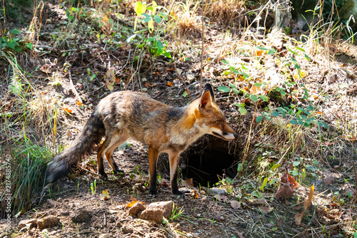 Obraz na płótnie Red fox standing near its den in forest