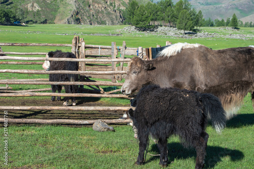 Принти на полотні Two yaks face to face, close-up portrait, Orkhon Valley, Mongolia