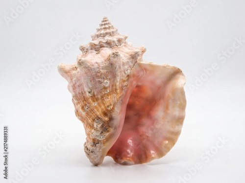 Canvas Print Large pink conch seashell standing vertically on a white background with sea she