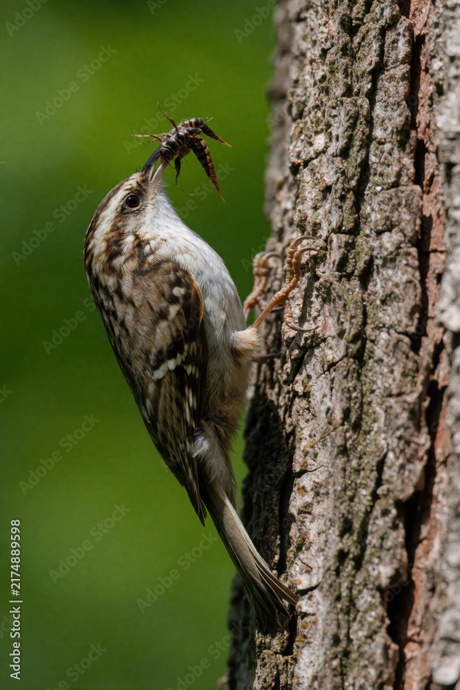 Naklejka premium Small bird climbs tree trunk holding insects in beak. Parent bird brings food for hungry chicks in nest. Nature wildlife captures avian parent care in forest.