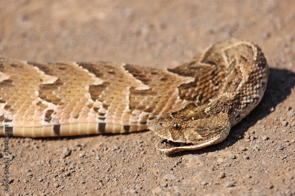 Obraz premium Puffotter / Puff adder / Bitis arietans arietans