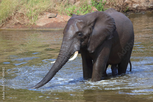 Canvas Print Afrikanischer Elefant / African elephant / Loxodonta africana