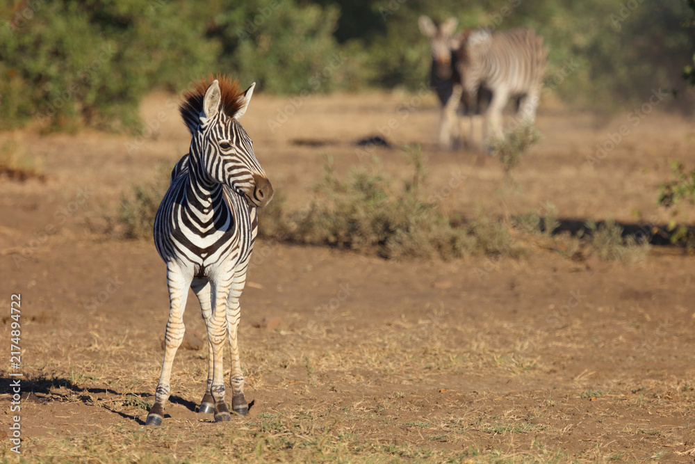 Naklejka premium Steppenzebra / Burchell's zebra / Equus quagga burchellii