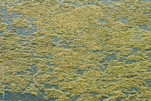 Quadro su tela Close-up of green filamentous algae covering freshwater surface near shoreline, organic pond texture for ecology and environment backdrop Photo