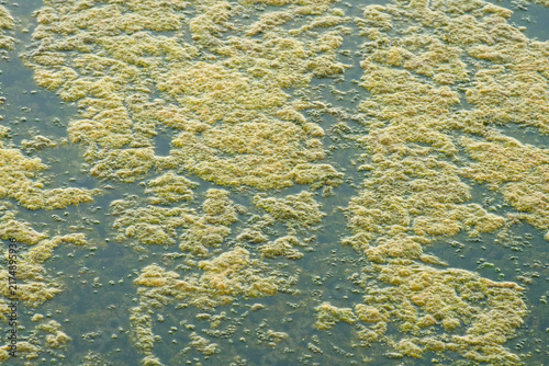 Fotografía Clusters of filamentous green algae and pond scum floating on water, natural aqu