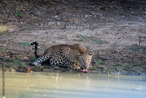 Photography Thirsty leopard
