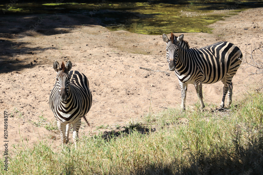 Naklejka premium Steppenzebra / Burchell's zebra / Equus quagga burchellii