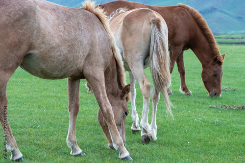 Fotografía Solitary horse grazing in the grassland, Orkhon Valley, Mongolia
