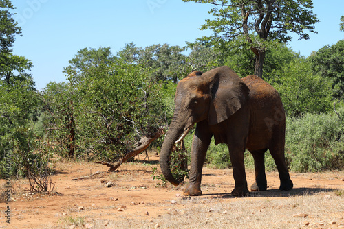 Canvas Print Afrikanischer Elefant / African elephant / Loxodonta africana