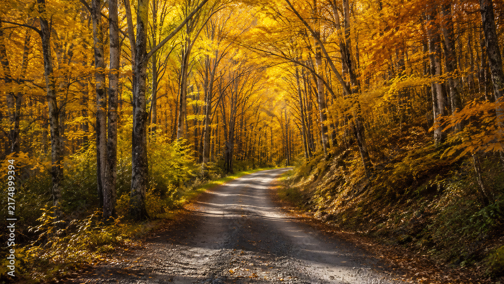Fototapeta premium Sunlit forest road through vibrant golden autumn foliage