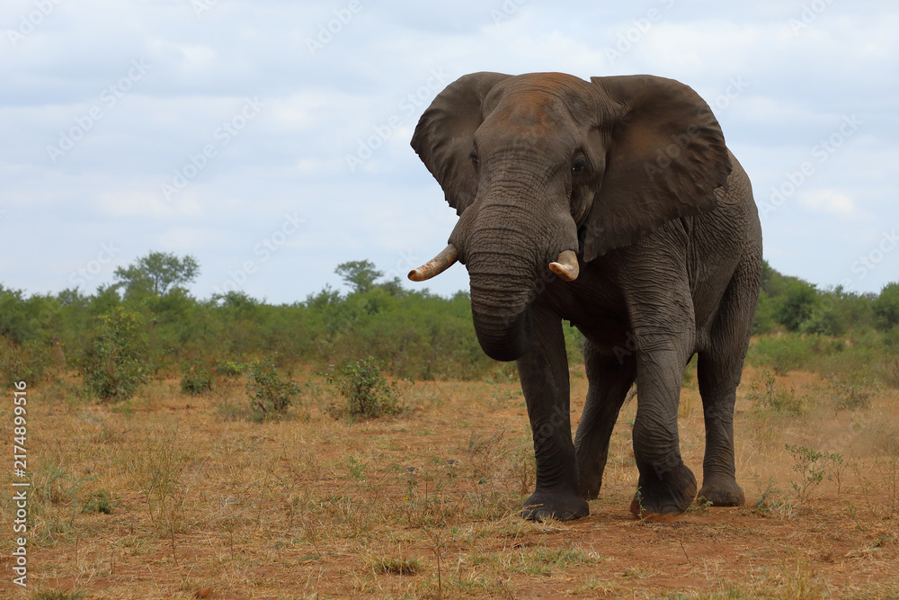 Fototapeta premium Afrikanischer Elefant / African elephant / Loxodonta africana