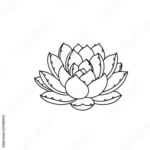 Succulent plant drawing