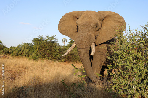 Photography Afrikanischer Elefant / African elephant / Loxodonta africana