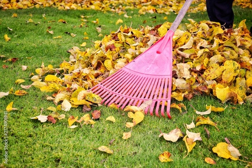 Collecting fallen leaves with a rake for seasonal gardening