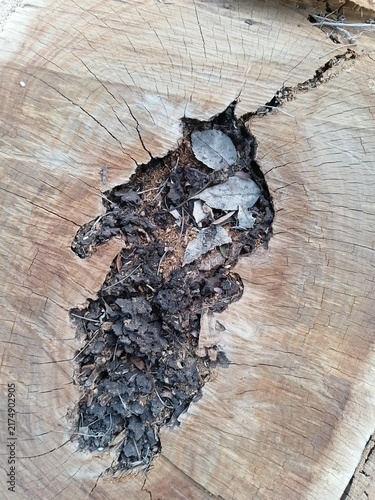 Rotten hollow core of an old tree stump. Macro shot of a wood cross section with fallen dry leaves inside