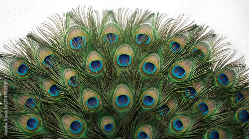 Close up of vibrant blue and green peacock feathers.