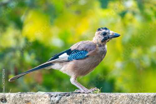 Eurasian Jay bird with prey