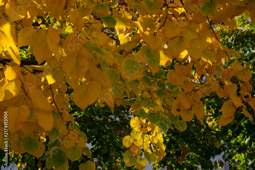 Beautiful close up of yellow and green linden leaves on branches during autumn season.