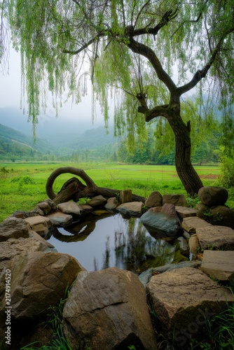 Tranquil Willow Tree Overlooking Misty Landscape and Pond