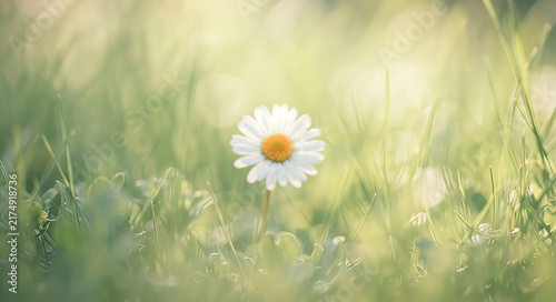 Wild Daisy Blur