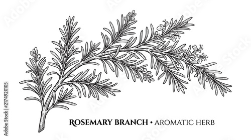 Very beautiful black and white realistic vector illustration of a hand-drawn rosemary branch with narrow aromatic leaves and clean botanical outlines, ROSEMARY BRANCH • AROMATIC HERB, isolated on whit
