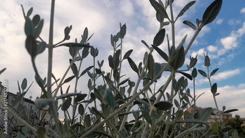 Teucrium fruticans plant leaves, and branches video footage. Tree germander gardening botany on isolated sky background. 