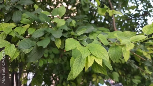 Plum fruit tree green leaves in branches video footage. Greenery nature beauty in Italy. 