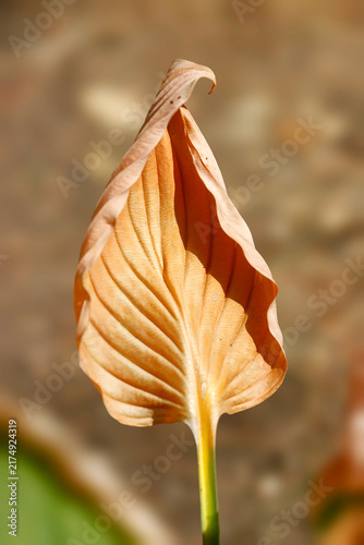 Vertrocknetes Blatt einer Funkie
