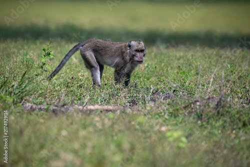 Canvas Print A grey-furred long-tailed macaque (Macaca fascicularis) living in its natural habitat on the island of Java