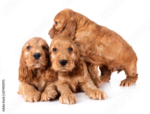 Obraz na płótnie puppies cocker spaniel