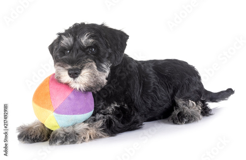 Canvastavla puppy miniature schnauzer