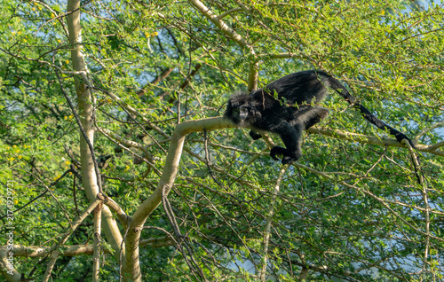 Canvastavla A grey-furred long-tailed macaque (Macaca fascicularis) living in its natural habitat on the island of Java