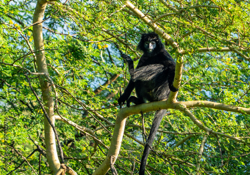 A grey-furred long-tailed macaque (Macaca fascicularis) living in its natural habitat on the island of Java.
