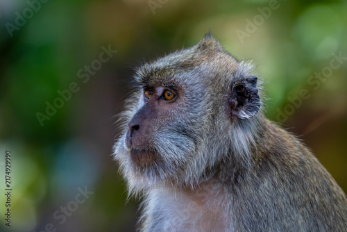 Canvas Print A grey-furred long-tailed macaque (Macaca fascicularis) living in its natural habitat on the island of Java