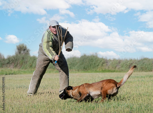 Foto training of belgian shepherd
