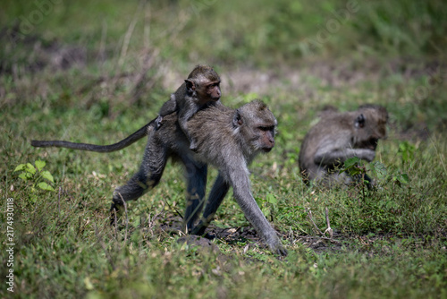 Canvas Print A grey-furred long-tailed macaque (Macaca fascicularis) living in its natural habitat on the island of Java
