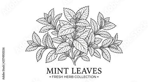 Very beautiful black and white realistic vector illustration of hand-drawn mint leaves with serrated edges and dense botanical foliage, MINT LEAVES • FRESH HERB COLLECTION, isolated on white backgroun
