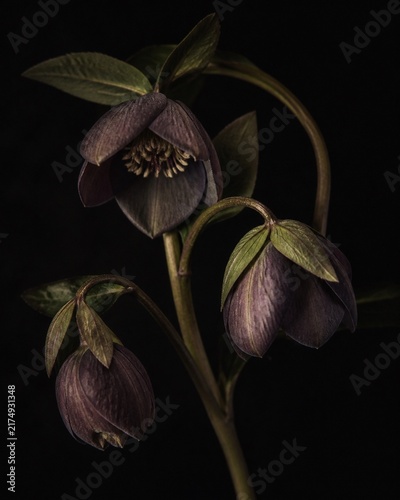 Ethereal Hellebores in Darkness: Three delicate hellebore flowers, in shades of deep purple and green, droop elegantly on their stems against a stark black background.