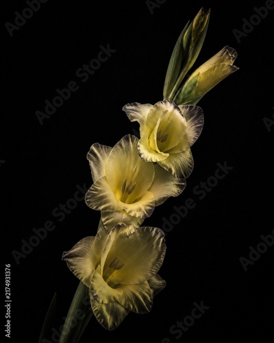 Ethereal Gladiolus: Three delicate yellow gladiolus blooms ascend on a dark background, their ruffled petals and slender stems illuminated, creating an aura of elegance and refinement.