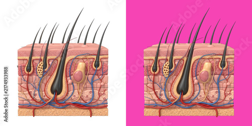 Obraz na płótnie Human skin cross section with hair follicles detailed