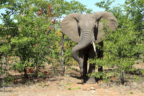 Canvas Print Afrikanischer Elefant / African elephant / Loxodonta africana