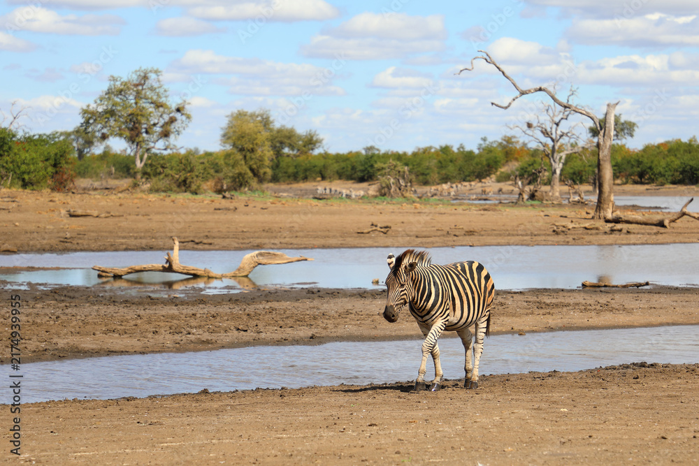 Naklejka premium Steppenzebra / Burchell's zebra / Equus quagga burchellii