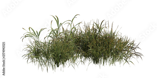 Tall wild grass cluster isolated on transparent background. 3D rendering.
