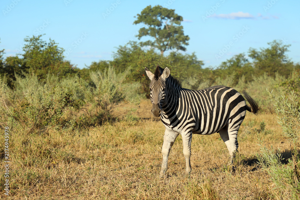 Naklejka premium Steppenzebra / Burchell's zebra / Equus quagga burchellii