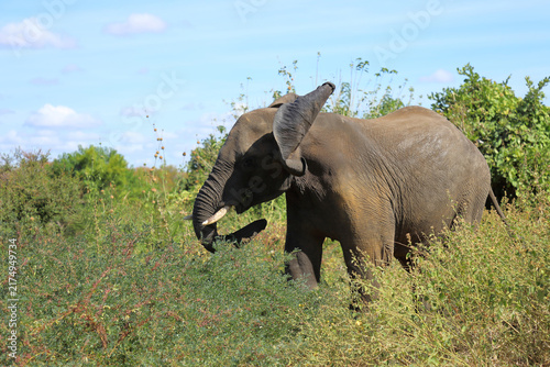 Photography Afrikanischer Elefant / African elephant / Loxodonta africana