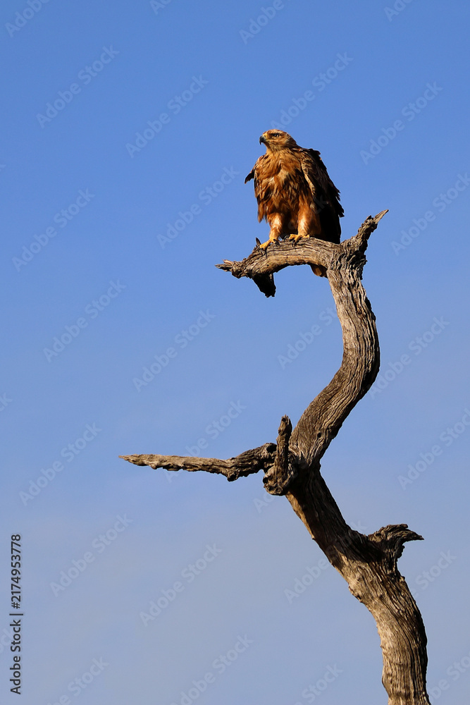 Fototapeta premium Savannenadler oder Raubadler / Tawny Eagle / Aquila rapax