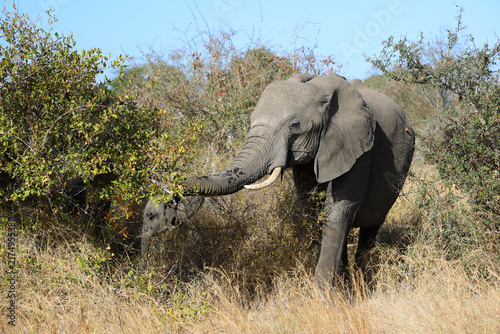 Photography Afrikanischer Elefant / African elephant / Loxodonta africana