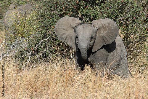 Canvas Print Afrikanischer Elefant / African elephant / Loxodonta africana