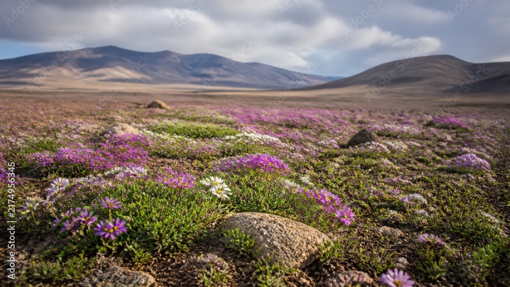 Obraz premium Telephoto view of Desert superbloom across high desert plain
