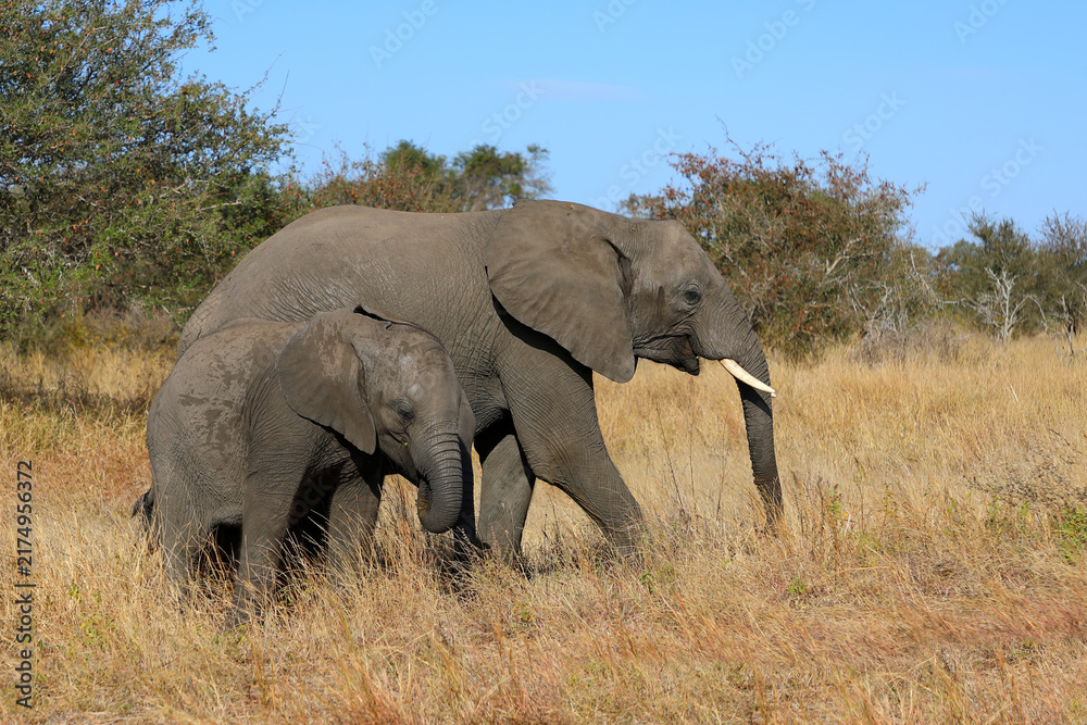 Obraz premium Afrikanischer Elefant / African elephant / Loxodonta africana